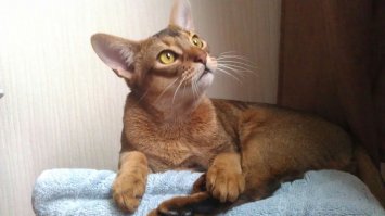 25 маленьких котят, которые согреют ваше сердце!