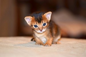 25 маленьких котят, которые согреют ваше сердце!