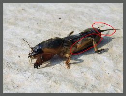 Автор нехороший человек,разводила низкого уровня.
Обратите внимание на выделенные части и сравните между "готовым блюдом" и медведкой.
Кстати,на медведку (земляную),которую еще называют капустянкой,мы ловили сомиков,это одно из его любимых лакомств