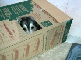 Был где то тут пост про Хаски воспитанную кошками, нашел на стороннем ресурсе.
Прикольно посмотреть на красных волков с кошачьими повадками))))))

(