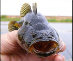 ротана запустить , через год вся популяция всех видов рыб исчезнет ))) жрёт всё подряд