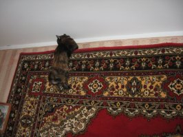 Моё котэ :) Флэшка (подпольная кличка Белка). Сейчас уже без ошейника.