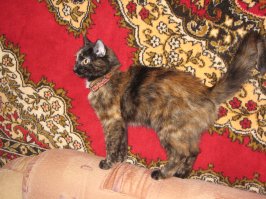 Моё котэ :) Флэшка (подпольная кличка Белка). Сейчас уже без ошейника.