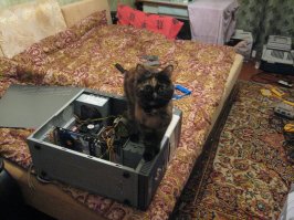 Моё котэ :) Флэшка (подпольная кличка Белка). Сейчас уже без ошейника.