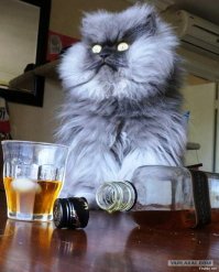 Сердитый кот обрел хозяев, но по-прежнему всем недоволен