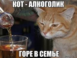У вашего кота от этого голова пойдет кругом!