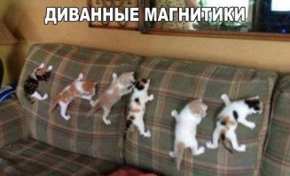 Когда кот в доме хозяин