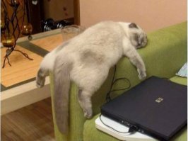 Когда кот в доме хозяин