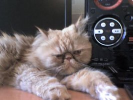 У меня такой же "злюка" семь лет назад жил...