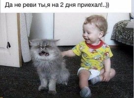 Сердитый кот обрел хозяев, но по-прежнему всем недоволен