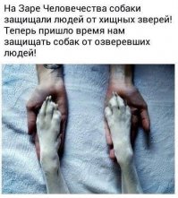 Этот парень спас около тысячи собак от смерти на ежегодном фестивале собачьего мяса в Китае