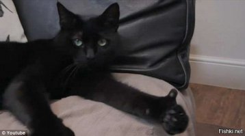 Мы с котом одобряем!