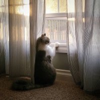 Опять кобель бухает.