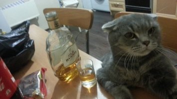 Опять кобель бухает.