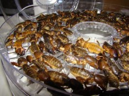 Необычный деликатес