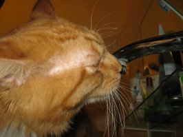 А мой суровый кот бухает водку) А утром от крана не оттащищь)