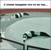 Панды разные бывают....