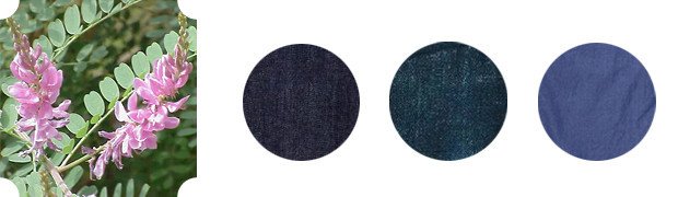 Индигофера красильная (Indigofera tinctoria) — травянистое растение из семейства бобовых. Кустарники индигоферы достигают двух метров в высоту. Индигофера растет в Индии, Египте, Японии, южных регионах Европы, России и США.
Если немного поразмыслить о названии, вы придете ко вполне правильной догадке — назван этот краситель в честь Индии, в которой произрастали наиболее обширные плантации индигоферы и которая была центром его распространения с незапамятных времен. Вообще, эксперты называют индиго одним из первых дошедших до нас красителей на Земле — его использовали еще в древних цивилизациях — Египте, Месопотамии, Античной Греции и Риме, не говоря уже собственно об Индии и странах Юго-Восточной Азии.