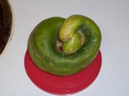 ...Этот странный огурец по форме напоминает червя или змею...