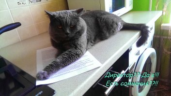 Когда кот в доме хозяин