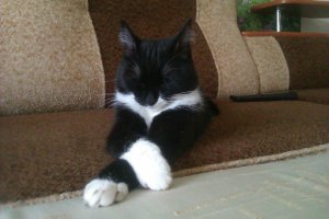 Мой котейка из приюта,на пол ладошки помещался когда брал
