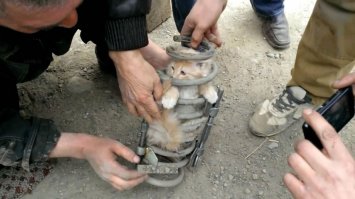 Коты круче всех. 
Интересно, он до сих пор у них там на сервисе живет?