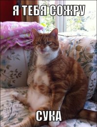 Сердитый кот обрел хозяев, но по-прежнему всем недоволен