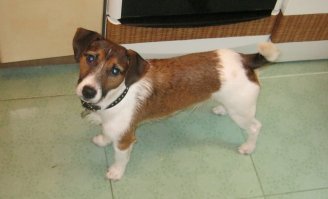 Аферист шерстяной ))
У меня собак тоже врун, только по поводу гуляний, письку чуть не лапой зажимает, типа, умирает писать хочет, а у самого только беситься в голове ))) 
Вот морда:)