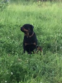 Радостный бульдозер. Объятия очень крепкие.