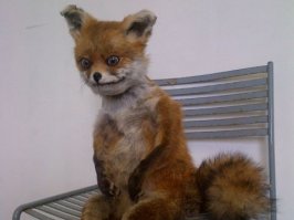 я подумал, что лис из Нидерландов, это вот это?
К счастью обознался! Красивые фото!