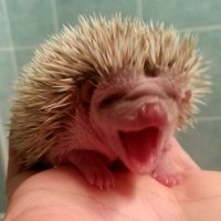 Ежата как игрушечные