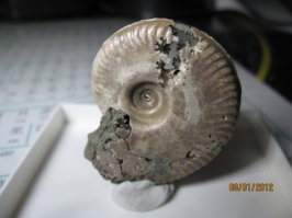 На этом месте был мировой океан, когда произошел сдвиг и выросли горы, в .т.ч. и Кавказский хребет вода ушла, а известняковые породы окаменели, поэтому там и ландшафт Марсианский, т.к. много извистняка....
Там внутри вот такая-вот хреновина, но я никогда не видел такую ахренеть здоровенную, максимум 700-1000мм но эта сцука огромная, в общем загугли "Амониты"
Или если будите проездом в горах Адыгеи, заезжайте в музей Камней в Ходжохе, мой знакомый организовал. Хорошая коллекция, амонитов, дольмен и.т.д. 
p/s не на правах рекламы.