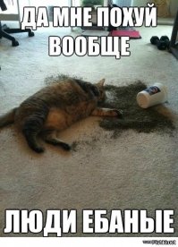 Когда кот в доме хозяин