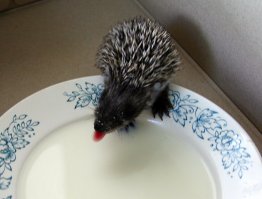 У меня под мастерской свежий приплод этого года.Кстати кто то написал что нельзя давать цельное молоко.Каждый год даю им молоко,пьют как алкаши пиво.