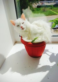 Вот так приходишь с работы и наблюдаешь подобную кошачью наглость.Любимый цветок восстановлению не подлежит.