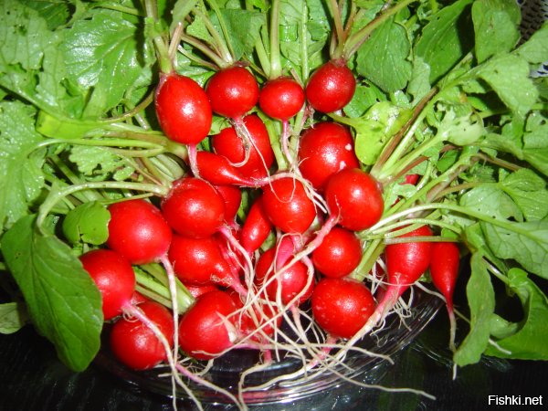 Автору поста (или правильнее называть его переводчиком?):
Radish (англ.) действительно может означать и красный редис, и белый дайкон. Но по-русски редиска - это вполне конкретный объект.