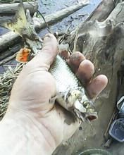 Зато много !