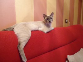 Мой так любит лежать. Как будто мест больше негде нету.