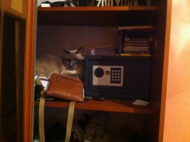 Мой так любит лежать. Как будто мест больше негде нету.