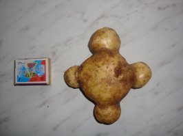 Проделки природы: самые причудливые формы овощей и фруктов