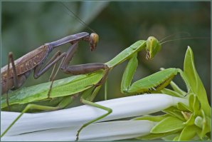 ...а потом нижний сожрёт то,что сверху!!!