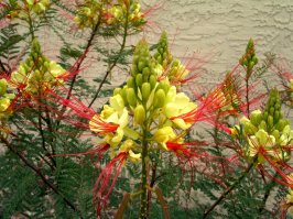 Вот, чтоб голову не сворачивать

Цезальпиния Джиллиса (Caesalpinia gilliesii)