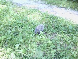 Как раз сегодня встретил маленького ёжика когда выезжал с дачи. Отнёс с дороги чтоб ненароком не задавили.