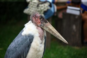 Изя Шниперсон.