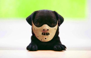 Намордник для собаки / Как приучить собаку к наморднику