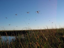 А вот наши эльфы))