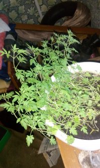 Что у автора поста выросло не знаю, но может знатоки и мне подскажут? Заказала на али семена герани. Выросло вот это. Оно пахнет лимоном!