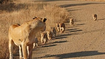 Вот тут вот интересно, она как их считает ? Типа превый это "мур", второй "мур-мур" и так далее ? Попробуй у кошки забрать одного котёнка, она сразу его искать начнёт. КАК они думают ? Или считают ?