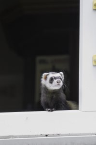 "Росомаха карманная" или хорёк обыкновенный - егоза и непоседа.
кстати про кошек, очень любит гонять их по двору