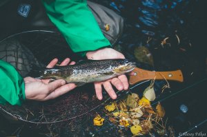 у меня подсак на пружине, убирается восьмёркой в чехол что на поясе) вынимается и разбирается одним движением.
палка: anglo paragon 523, 2-6 гр. катушка: shimano cardiff ci4+ c2000s
ловлю 99% на воблеры